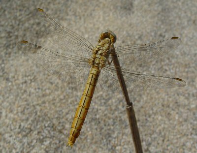 Dragonfly