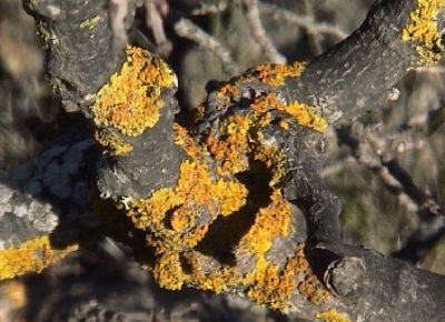 lichen