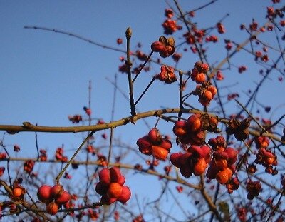 Fruits