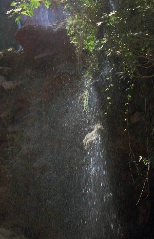 Hanging garden