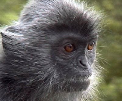 Silvered Leaf-monkey