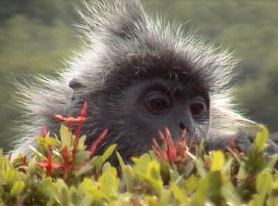 Silvered Leaf-monkey