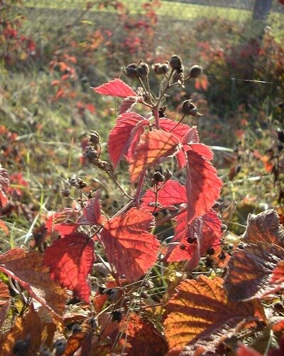 Leaves