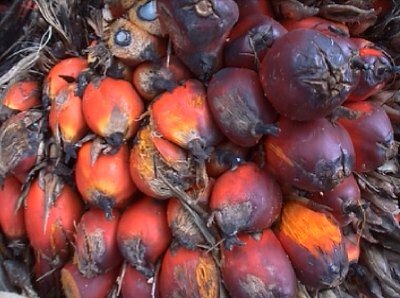 oilpalm